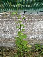 Lampsane commune, Lapsana communis (prise a Lens, P-de-C)(1)